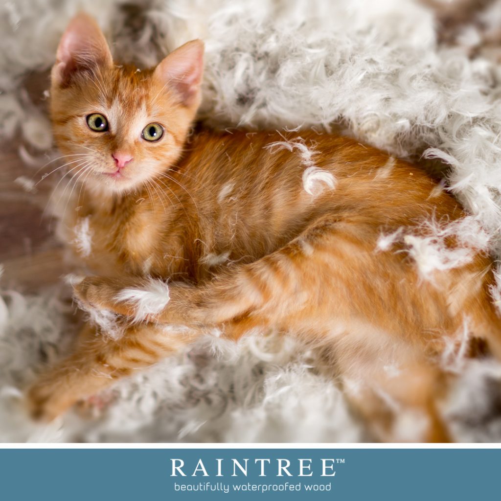 Raintree flooring is durable for all pets including cats!
